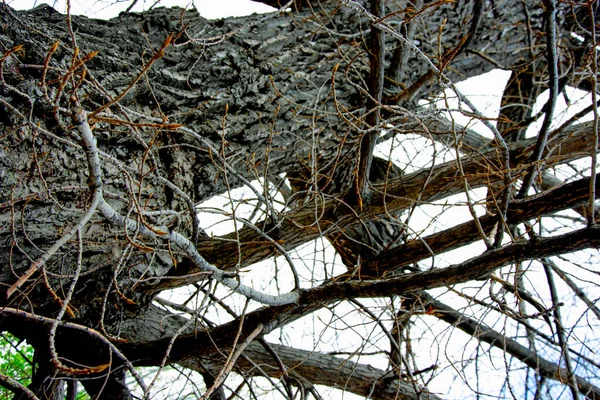 大きな古い珍しい木 — ストック写真