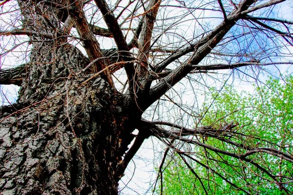 Big Old Unusual Tree — Stock Photo, Image