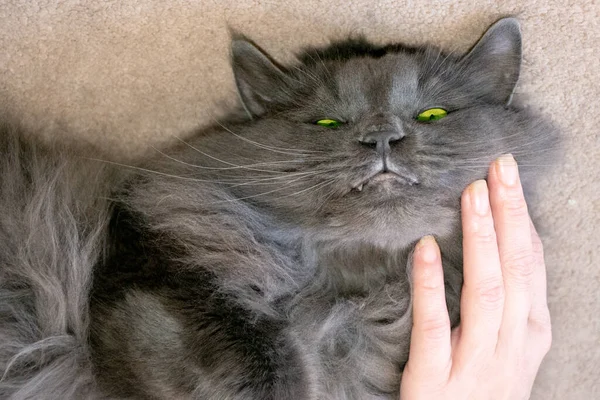 Een Grote Huiselijke Grijze Kat Met Groene Ogen — Stockfoto