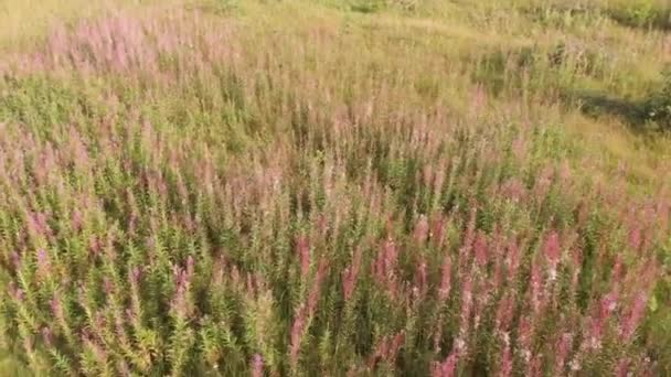 Eine Drohne Aus Der Luft Schoss Über Eine Schöne Blühende — Stockvideo