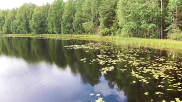 Lago Agua Lirios Algas Drone Vuelo Bosque Pinos Vuelo Baja — Vídeos de Stock