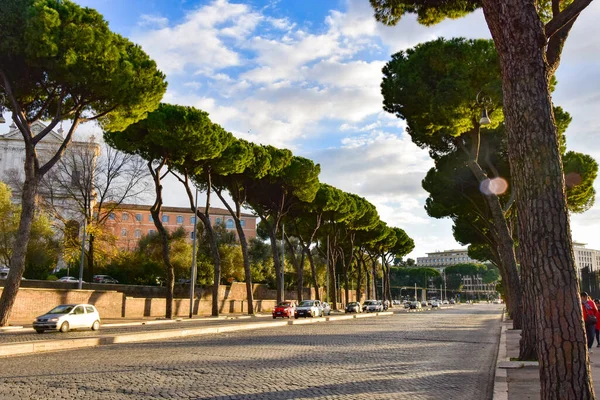 Roma Italia Enero 2019 Parque Público Con Pinos Piedra Italianos — Foto de Stock