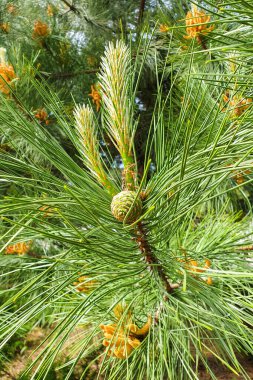 Genç yeşil çam kozalağı ve kozalaklı ağaçta uzun iğneler..