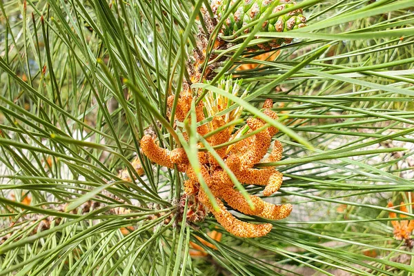 Jeune Cône Pin Orange Longues Aiguilles Vertes Sur Conifère Avec — Photo