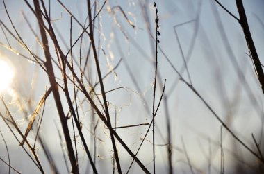  Güneş parlamayı bir arka plan üzerinde dalları