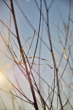  Güneş parlamayı bir arka plan üzerinde dalları