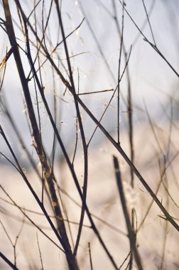  Güneş parlamayı bir arka plan üzerinde dalları