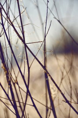 Güneş parlamayı bir arka plan üzerinde dalları