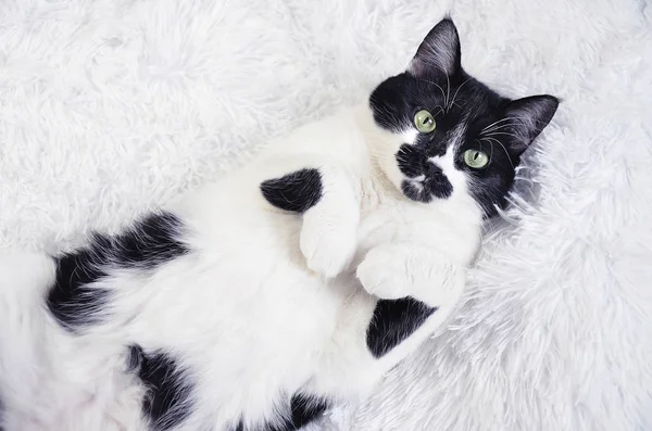 Yeşil gözlü siyah beyaz kedi 