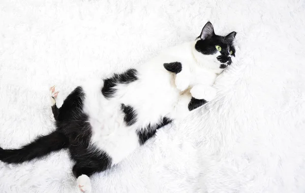 Yeşil gözlü siyah beyaz kedi