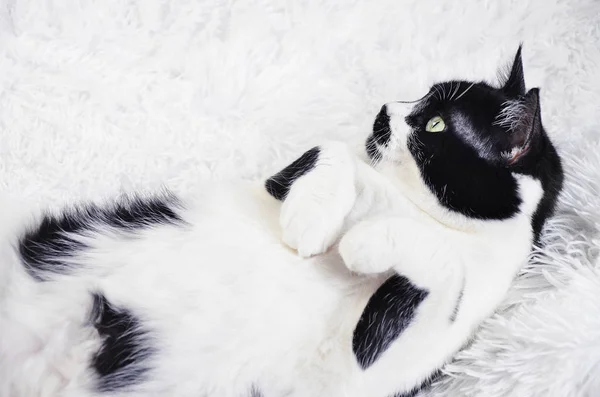 Yeşil gözlü siyah beyaz kedi