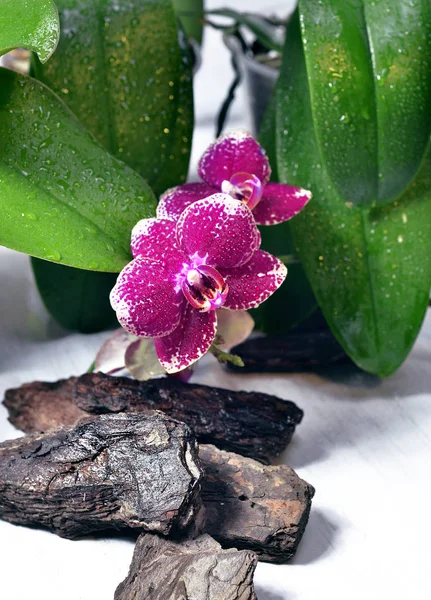 Una orquídea colorida brillante — Foto de Stock