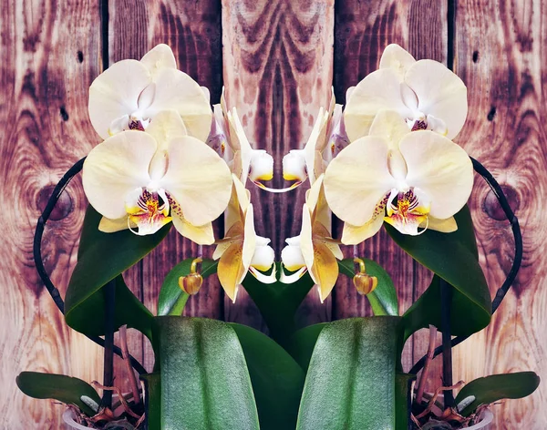 Una orquídea colorida brillante — Foto de Stock