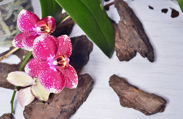 Hermosa orquídea floreciente — Foto de Stock