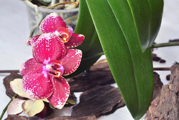 Hermosa orquídea floreciente — Foto de Stock
