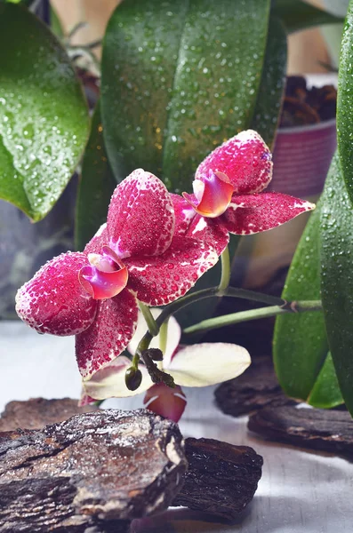 Hermosa orquídea floreciente — Foto de Stock