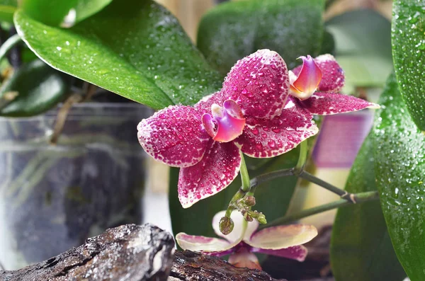 Hermosa orquídea floreciente — Foto de Stock