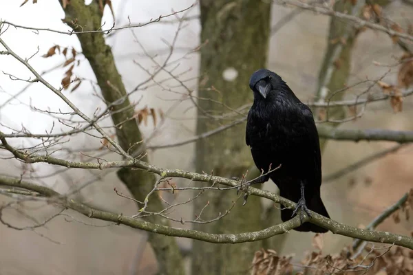 Corbeau commun (Corvus Corax) intrigué — Photo