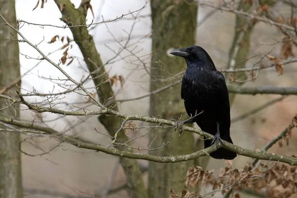 Perfil de bico de corvo comum (Corvus Corax) — Fotografia de Stock