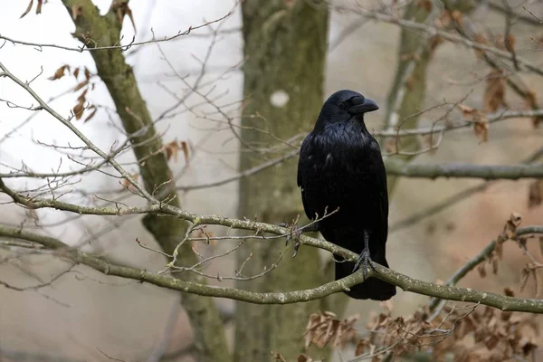 Corbeau commun (Corvus Corax) regard — Photo