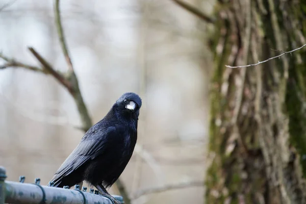 Падаль Ворона Corvus Corone Смотрит Камеру Останавливаясь Заборе Лесу — стоковое фото