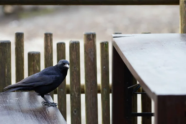 Падающий Ворон Corvus Corone Смотрит Камеру Стоит Скамейке Ищет Еду — стоковое фото