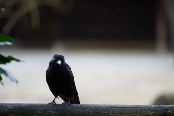 Corvo Carniça Jovem Bonito Corvus Corone Olhando Para Câmera Trilho — Fotografia de Stock