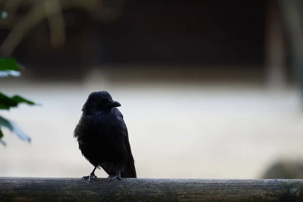 Симпатичная Молодая Падальщица Corvus Corone Голодает Перед Камерой Деревянном Балконном — стоковое фото