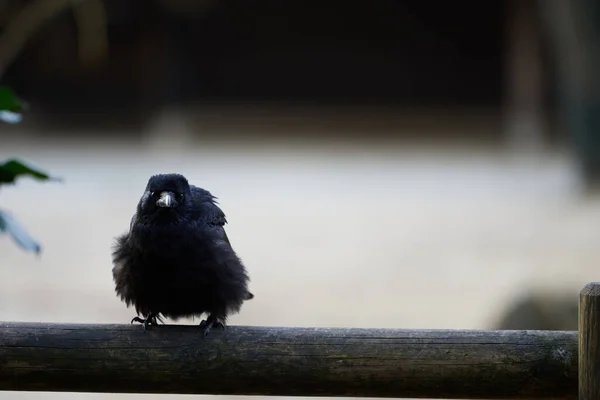 Şirin, genç bir leş kargası (Corvus corone), ahşap bir balkon korkuluğundaki kameraya bakarken dalgalanır.