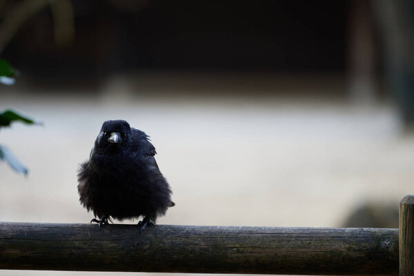 Симпатичный молодой ворон падальщика (Corvus corone) взъерошился, глядя в камеру на деревянном балконе
