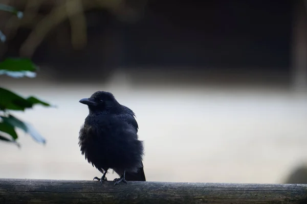 Corvo Carniça Jovem Bonito Corvus Corone Babados Trilho Varanda Madeira — Fotografia de Stock