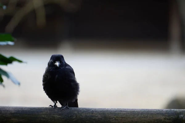 Cute Young Carrion Crow Corvus Corone Staring Camera Wooden Balcony — Stock Photo, Image