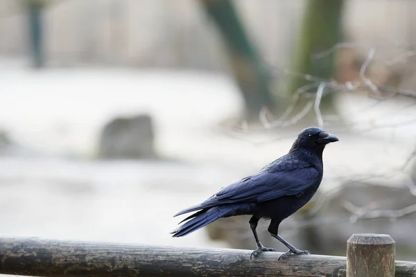 Perfil Cuervo Carroñero Corvus Corone Sobre Una Barandilla Madera —  Fotos de Stock