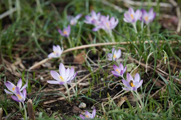 Honey Bey Hovers Fly Crocus Crocus Meadow Collect Pollen Purple — Stock Photo, Image