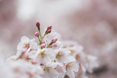Kiraz çiçekleri (Prunus Avium) ve beyaz bir kar örtüsüyle kaplı tomurcuklar. Japonya ve doğada bahar, çiçek, sakura festivali kavramı