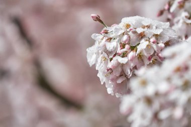 Kiraz çiçekleri (Prunus Avium) ve beyaz bir kar örtüsüyle kaplı tomurcuklar. Japonya ve doğada bahar, çiçek, sakura festivali kavramı