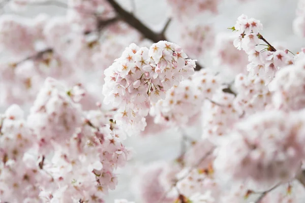Kiraz çiçekleri (Prunus Avium) ve beyaz bir kar örtüsüyle kaplı tomurcuklar. Japonya ve doğada bahar, çiçek, sakura festivali kavramı