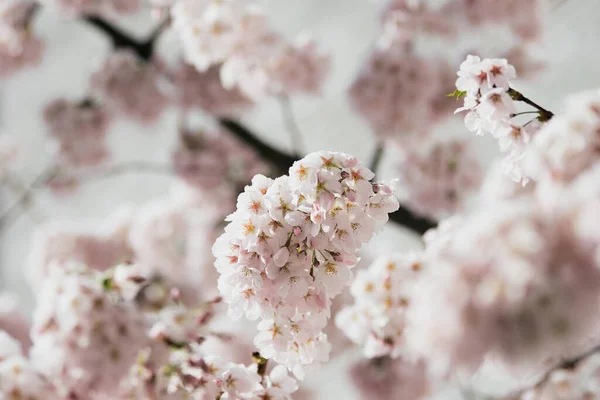 Kiraz çiçekleri (Prunus Avium) ve beyaz bir kar örtüsüyle kaplı tomurcuklar. Japonya ve doğada bahar, çiçek, sakura festivali kavramı