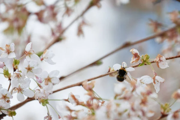 Eine Hummel Bombus Erntet Pollen Von Kirschblüten Auf Pastellfarbenem Hintergrund — Stockfoto