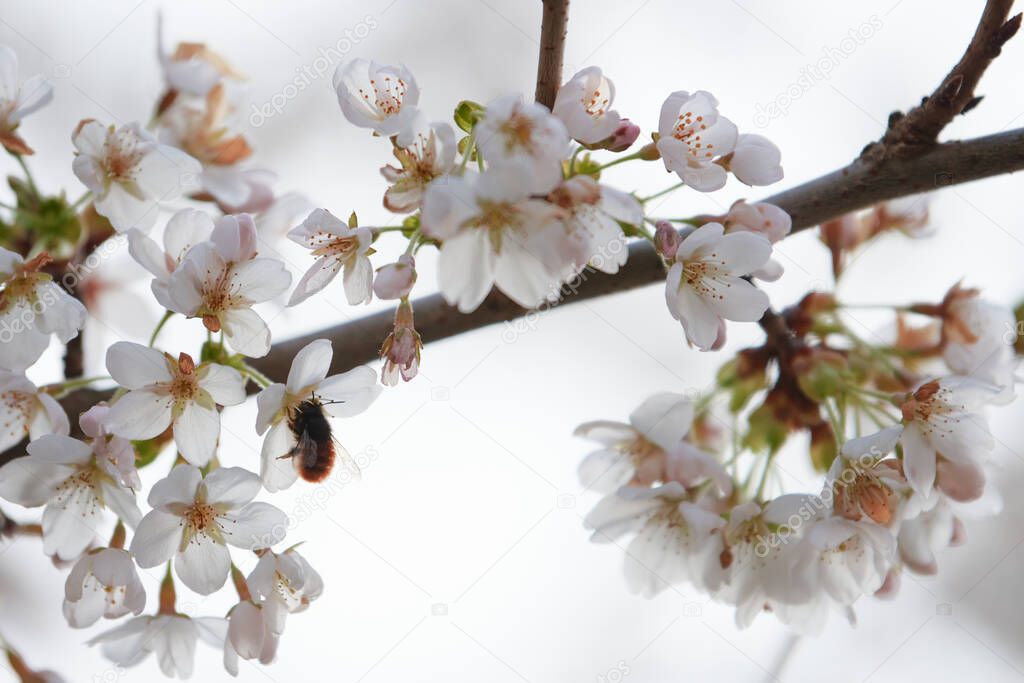 A Bumblebee (Bombus) harvesting pollen from cherry blossoms on a white background. Concept of spring, wildlife and pollination, endangered species