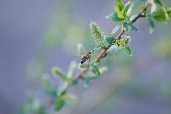 在一个美丽的春日 欧洲蜜蜂 从一棵白色柳树上采蜜 授粉繁殖 濒危等概念 — 图库照片