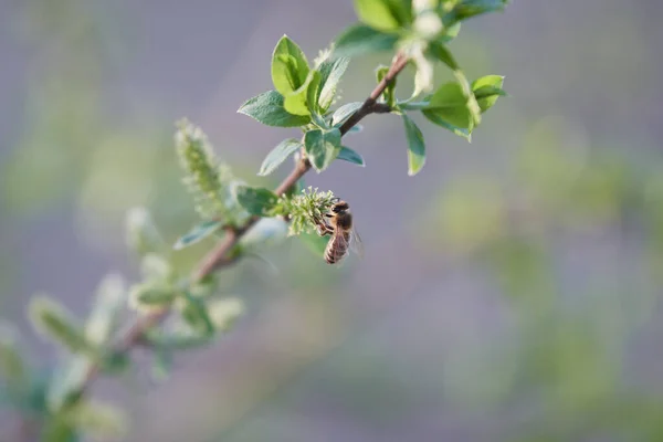 Bir Avrupa bal arısı (Apis mellifera) güzel bir bahar gününe kadar beyaz söğüt ağacından polen toplar. Bahar ve çiçek açma kavramı, böcekler, döllenme üremesi, nesli tükenme tehlikesi