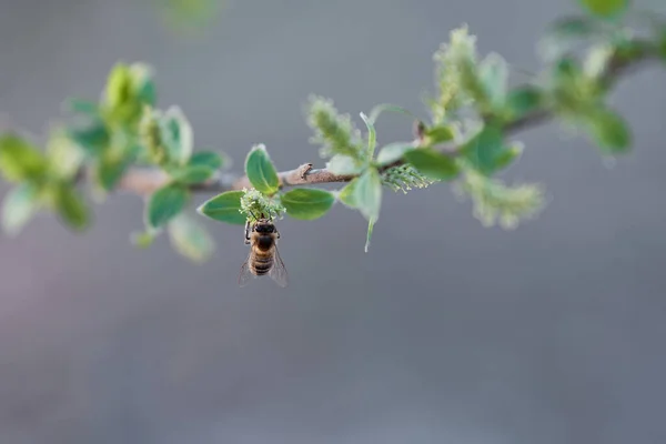 在一个美丽的春日 欧洲蜜蜂 从一棵白色柳树上采蜜 授粉繁殖 濒危等概念 — 图库照片