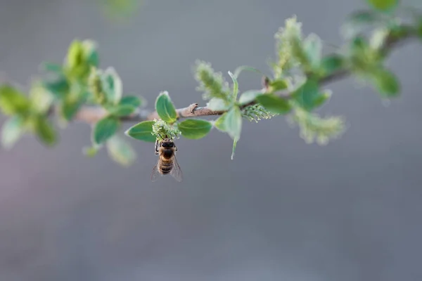 Bir Avrupa bal arısı (Apis mellifera) güzel bir bahar gününe kadar beyaz söğüt ağacından polen toplar. Bahar ve çiçek açma kavramı, böcekler, döllenme üremesi, nesli tükenme tehlikesi