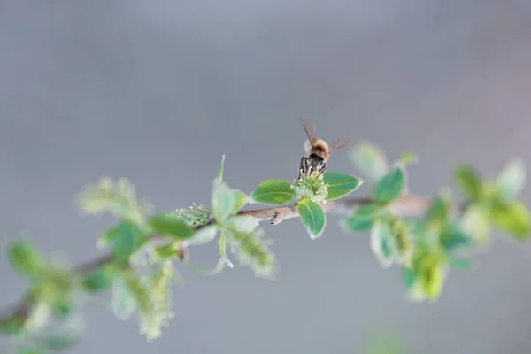 Bir Avrupa bal arısı (Apis mellifera) güzel bir bahar gününe kadar beyaz söğüt ağacından polen toplar. Bahar ve çiçek açma kavramı, böcekler, döllenme üremesi, nesli tükenme tehlikesi