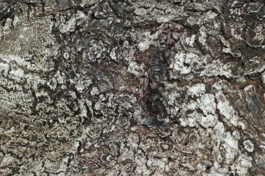 Ağaç kabuğu dokusu