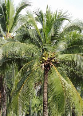 Beyaz arka plan karşı Hindistan cevizi palmiye ağaçlarının