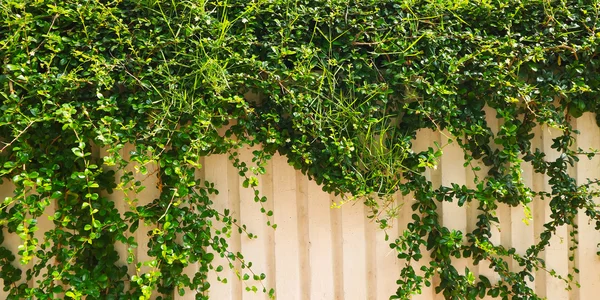 Ivy daun di latar belakang putih — Stok Foto