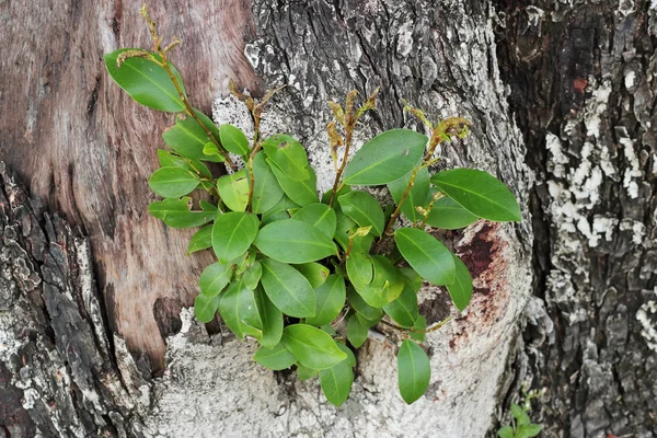 緑の植物と古い木の樹皮テクスチャ. — ストック写真