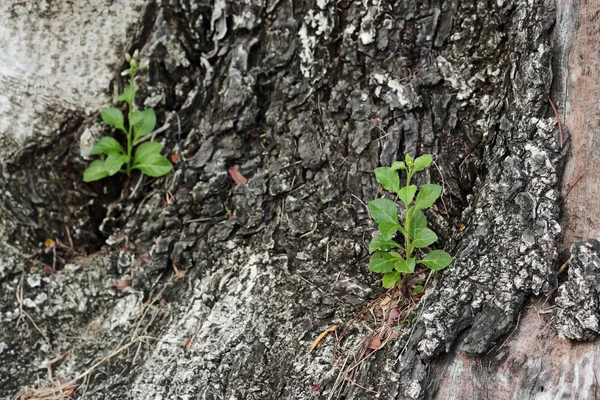 Árvore velha casca textura com plantas verdes . — Fotografia de Stock